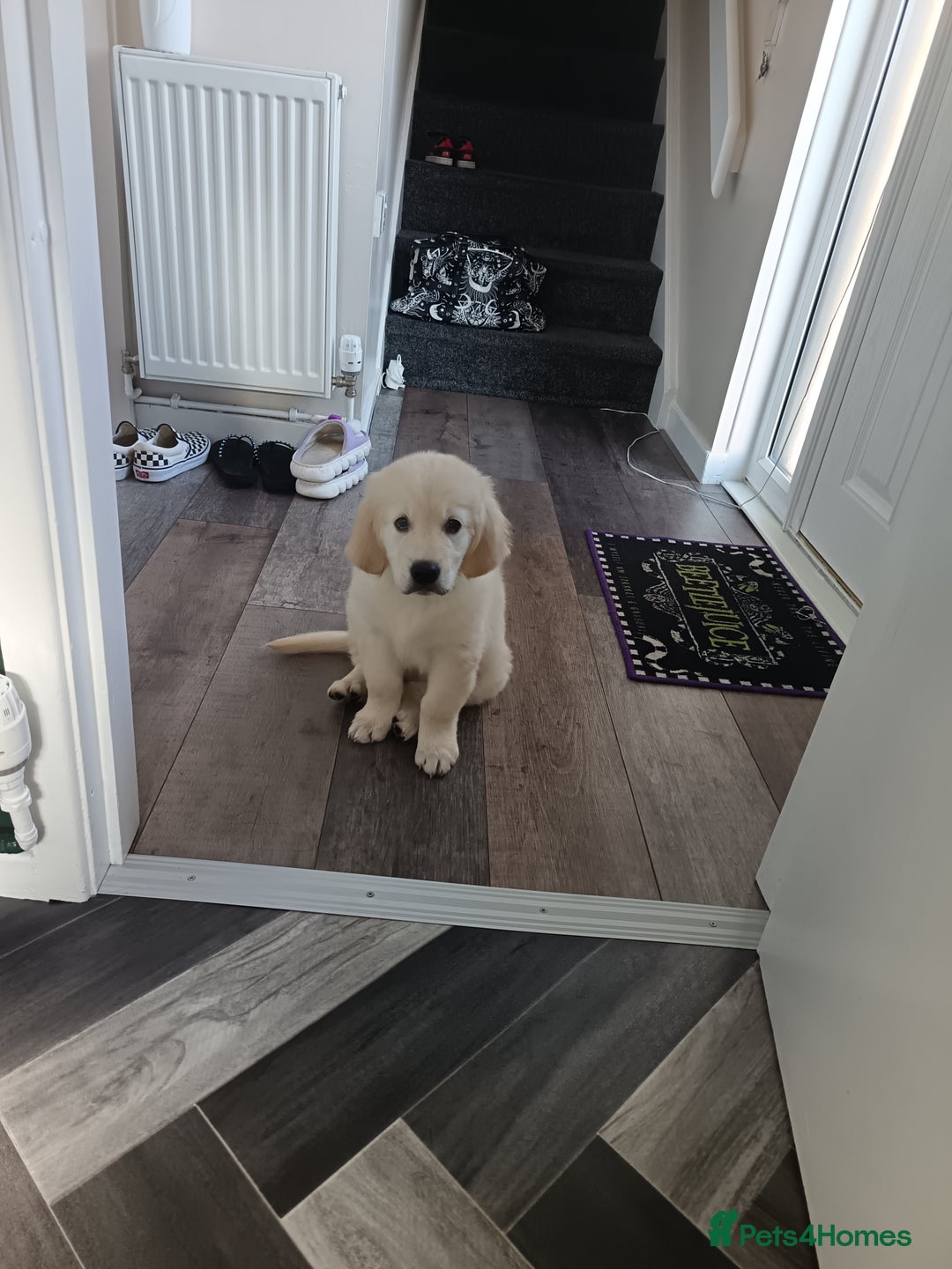 Golden Retriever dogs for sale: 9 week Golden retriever puppy - Image 5