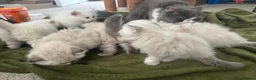 Persian cats for sale: Pedigree Persian Himalayan Kittens - Advert 13