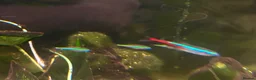 Other/Mixed Breed fish for sale: Tropical fish in need of rehoming  in Epsom - Advert 2