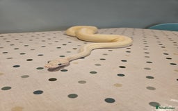 Python Snake reptiles for sale: 4x Royal Pythons for sale - Image 6