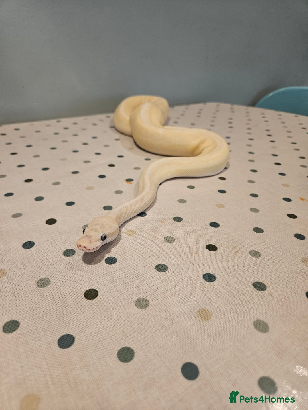 Python Snake reptiles for sale: 4x Royal Pythons for sale - Image 6