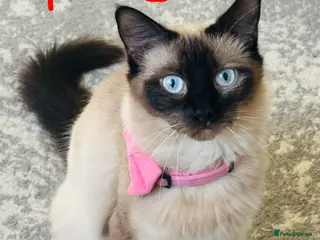 Ragdoll cats A cute kitten, mother a Ragdoll - Advert 18