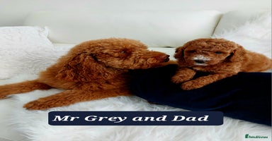 Miniature Poodle dogs - Advert 1