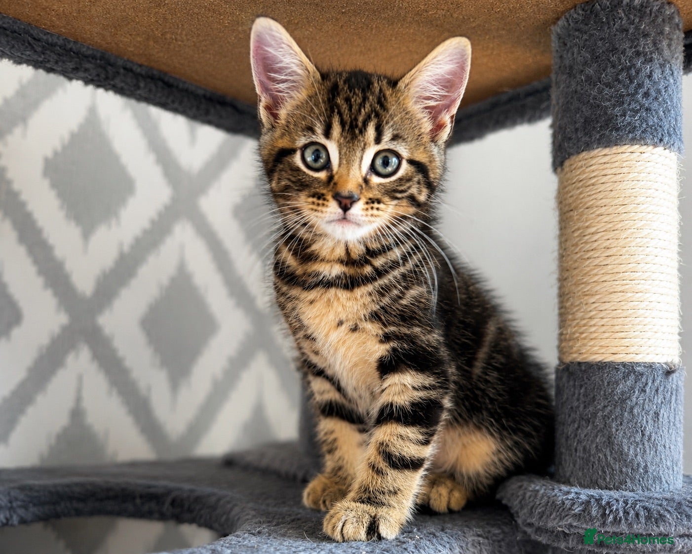 Mixed Breed cats Last Maine Coon x Siberian Boy Ready Now - Advert 7