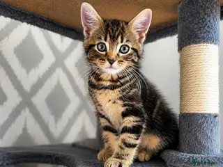 Mixed Breed cats Last Maine Coon x Siberian Boy Ready Now - Advert 7