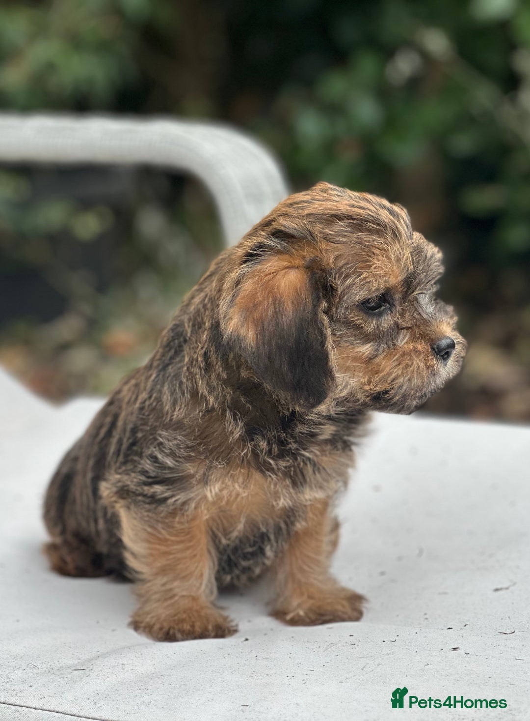 Mixed Breed dogs for sale: Stunning Norfolk terrier x jrt pups ready now - Image 13
