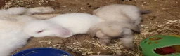 Mini Lop rabbits for sale: Friendly vaccinated baby mini lop boys - Advert 11