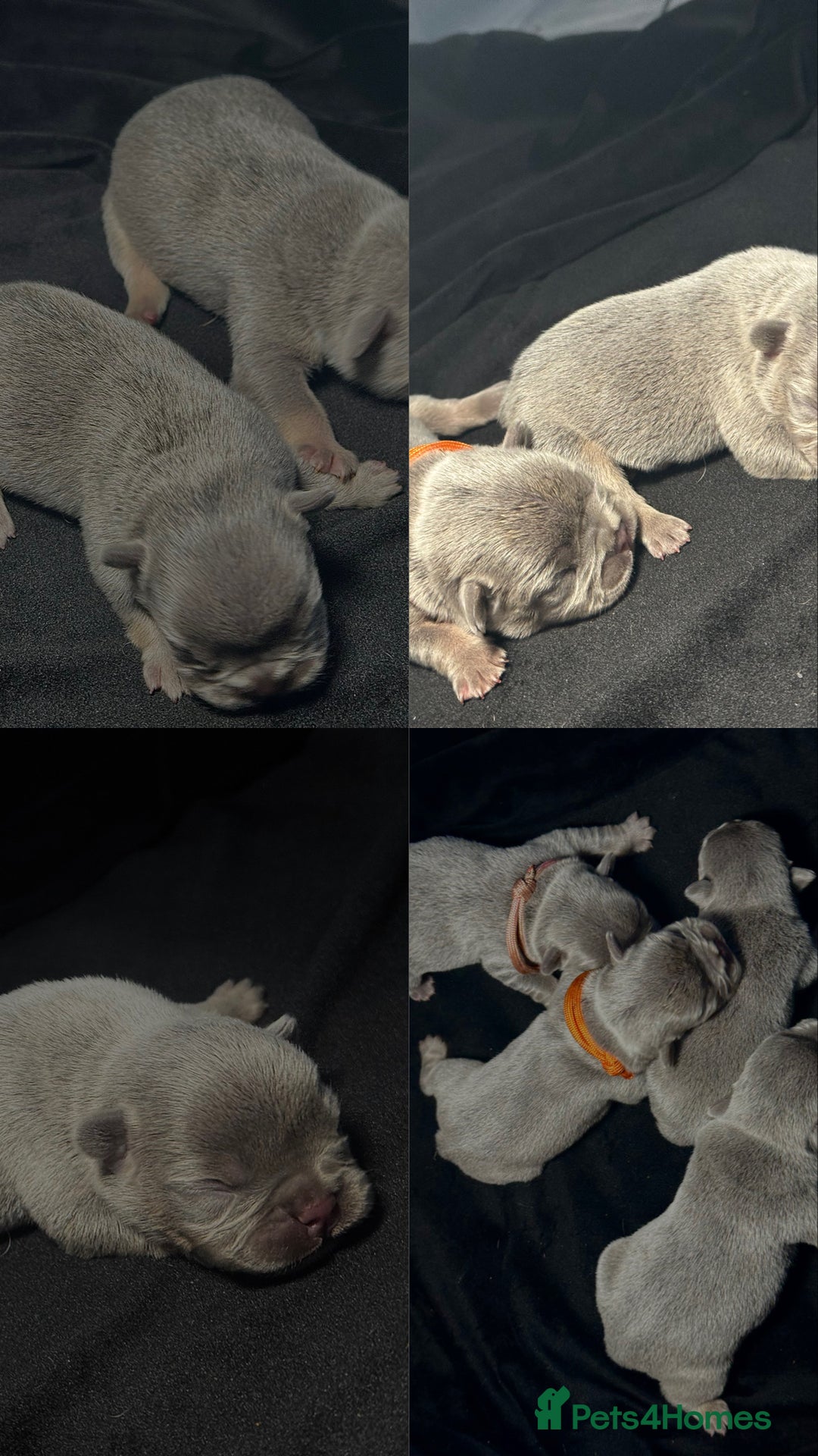 French Bulldog dogs for sale: KC Fluffy Carriers Isabella French Bulldogs puppy - Image 1