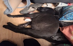 Mixed Breed dogs for sale: Lovely boy for sale  - Image 3