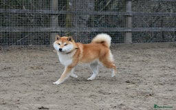 Japanese Shiba Inu dogs for sale: Health tested Japanese Shiba Inu Puppies - Image 5