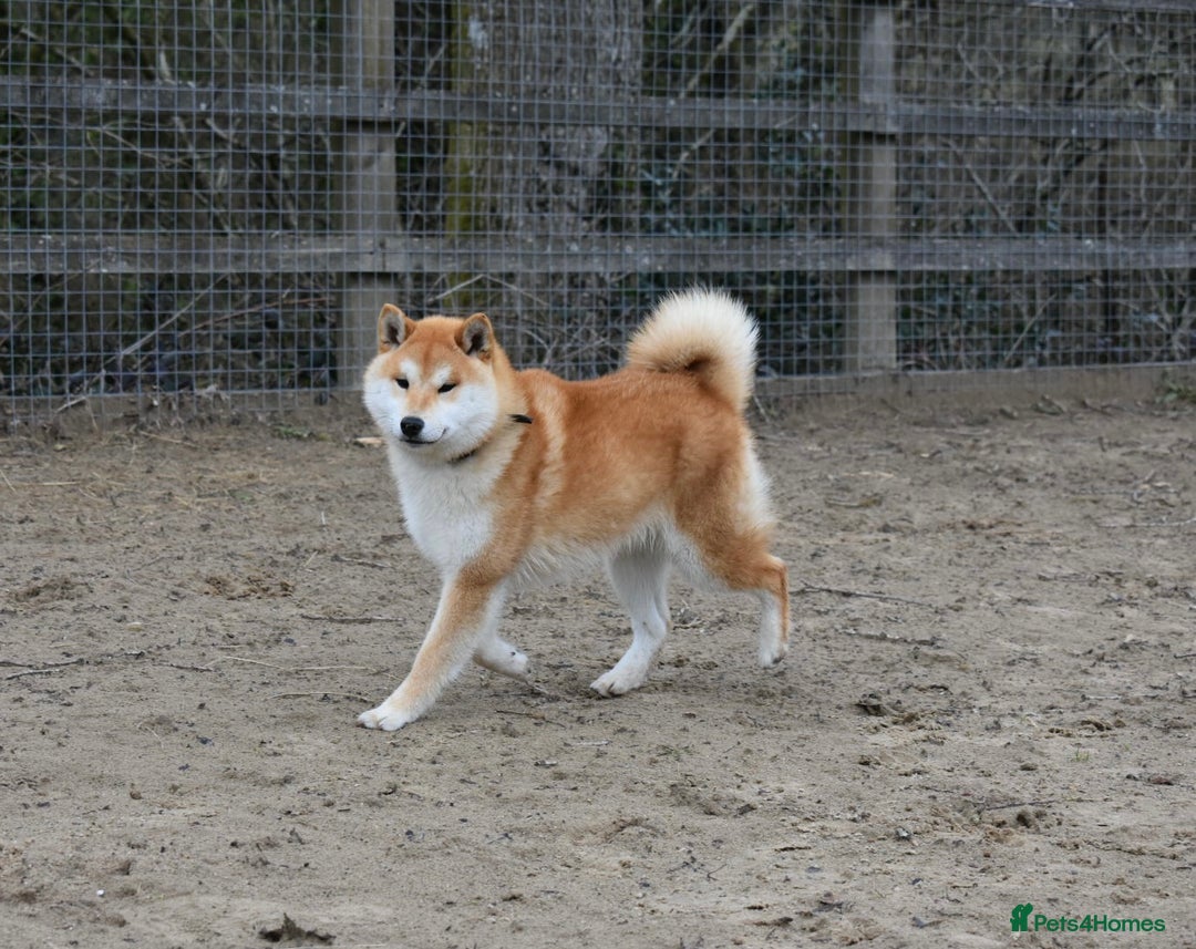 Japanese Shiba Inu dogs for sale: Health tested Japanese Shiba Inu Puppies - Image 5