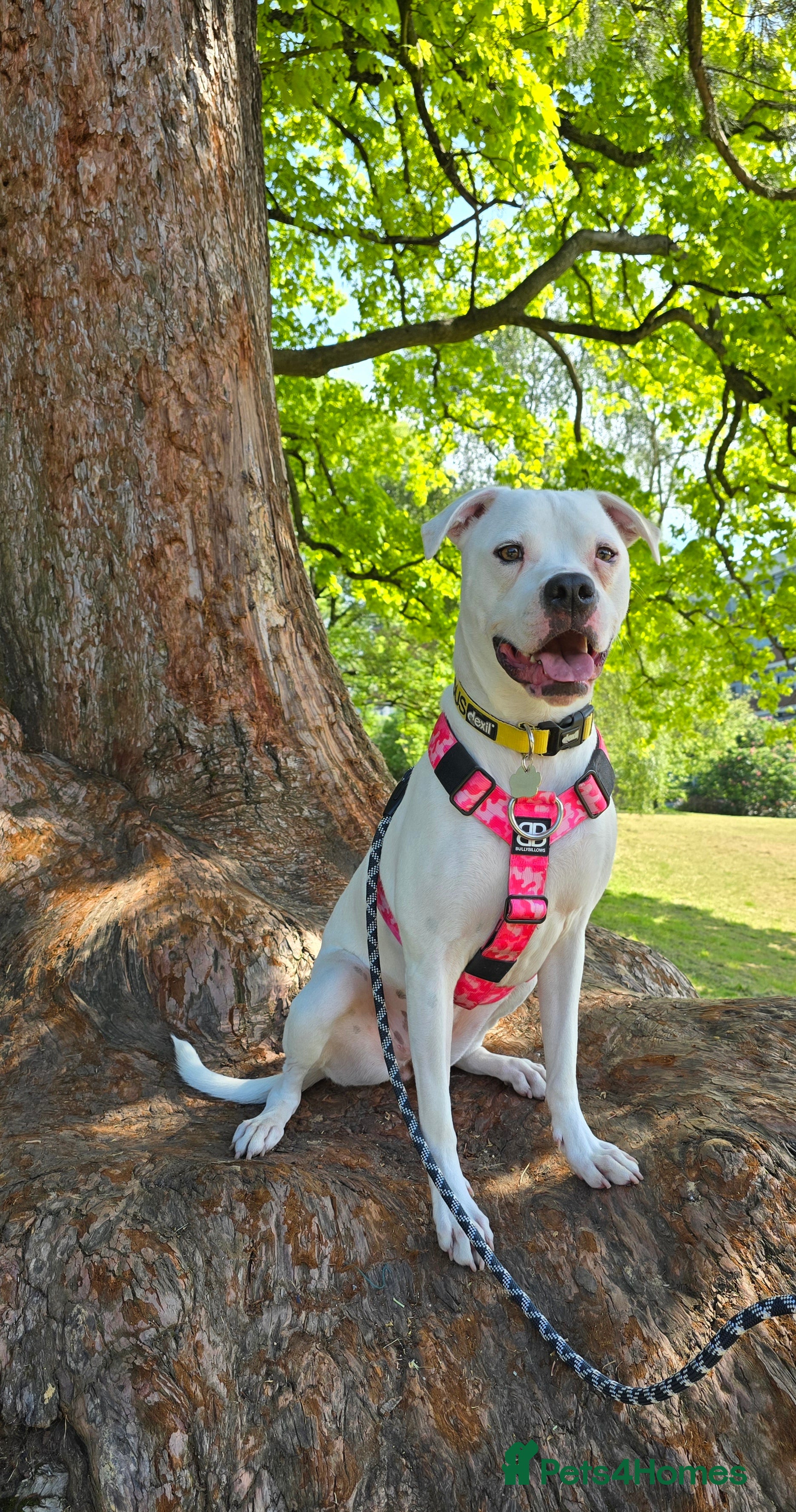 American Bulldog dogs Lily-Mae, American Scott Bulldog, 4yrs, spayed. - Advert 6