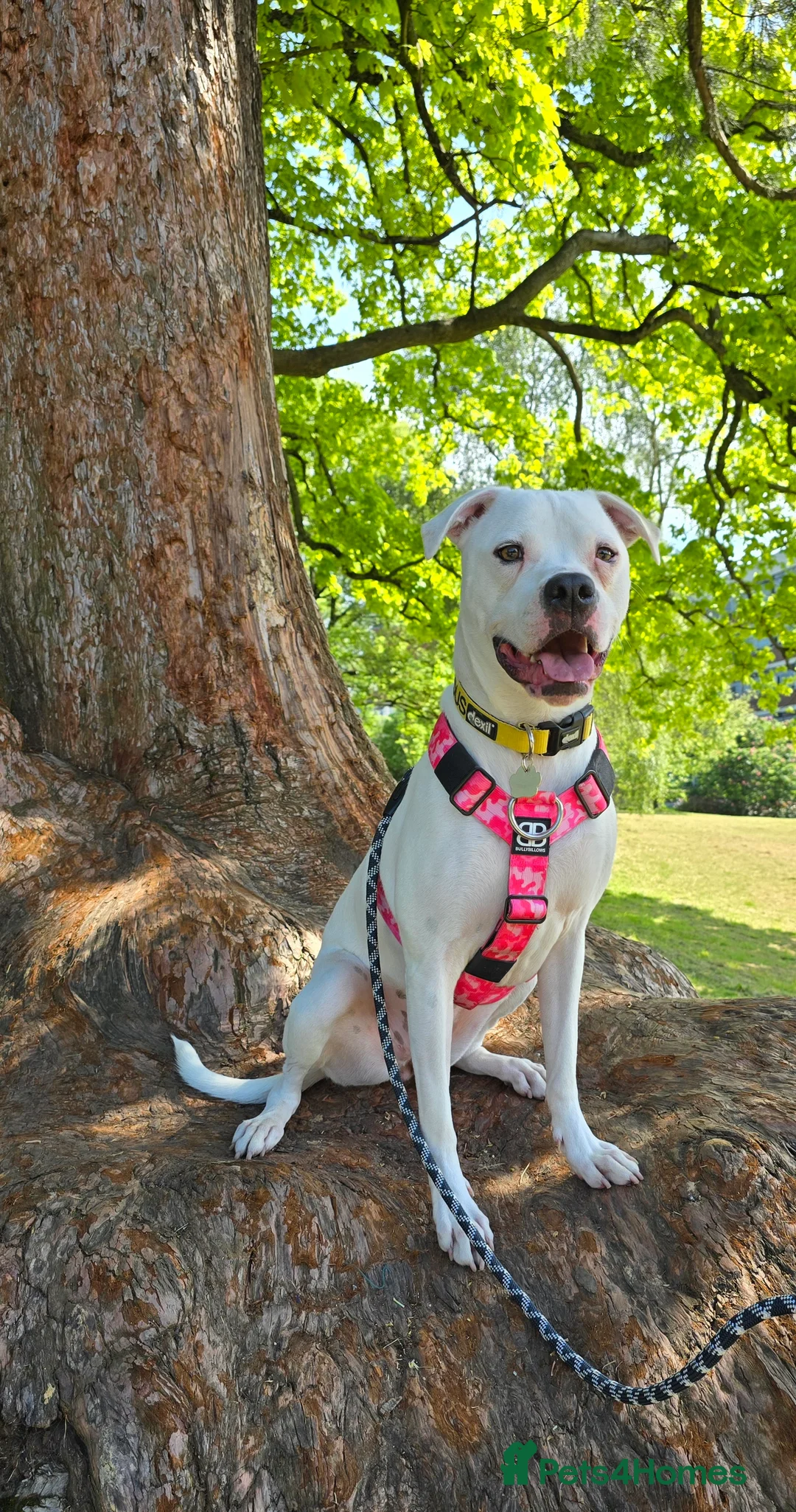 American Bulldog dogs for sale: Lily-Mae, American Scott Bulldog, 4yrs, spayed. - Advert 1