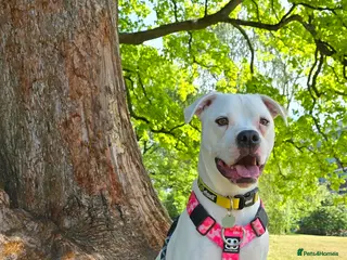 American Bulldog dogs Lily-Mae, American Scott Bulldog, 4yrs, spayed. - Advert 6