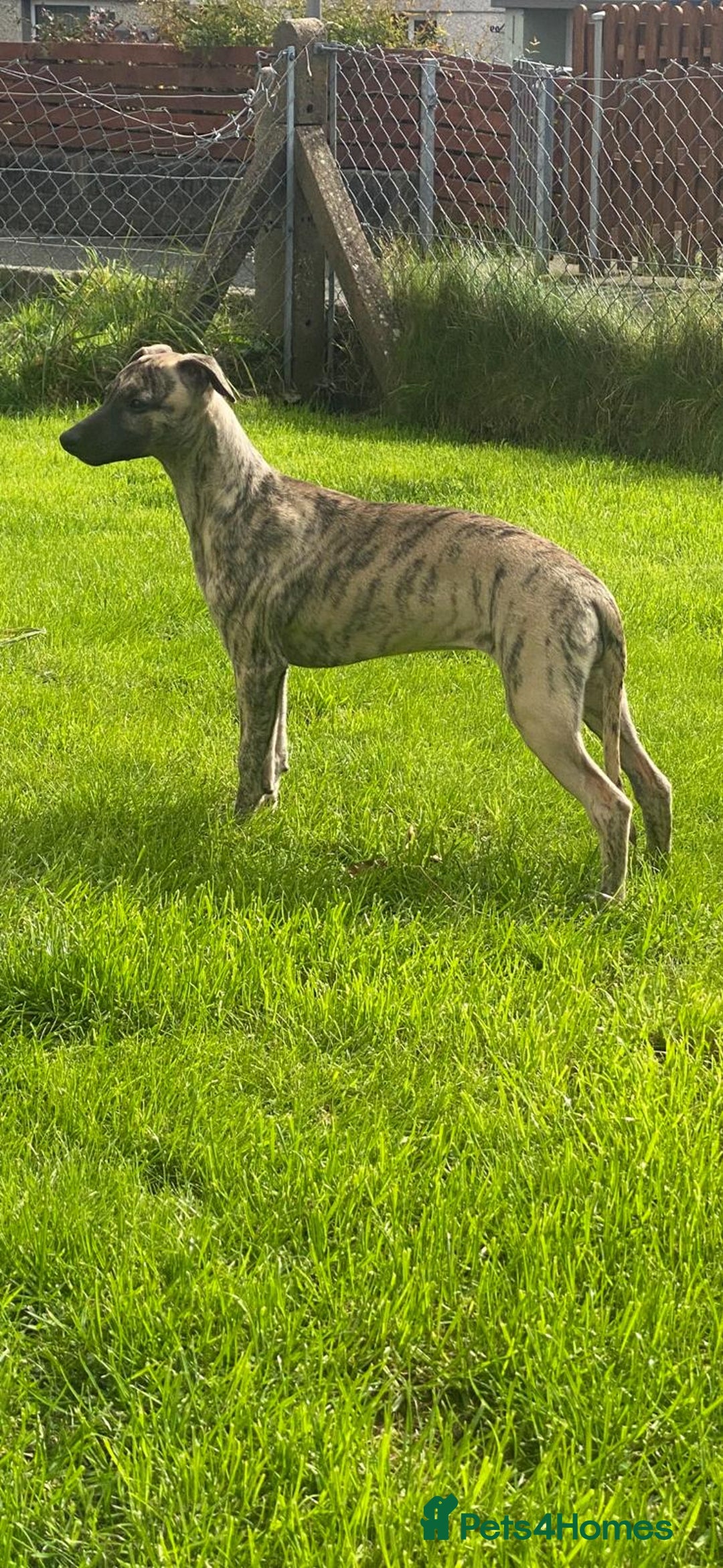 Whippet dogs for sale: Dory is looking for her forever home 🩷 - Advert 4