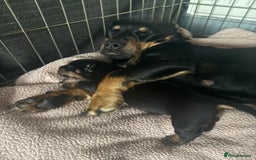 Mixed Breed dogs for sale: French weiner puppies - Image 11