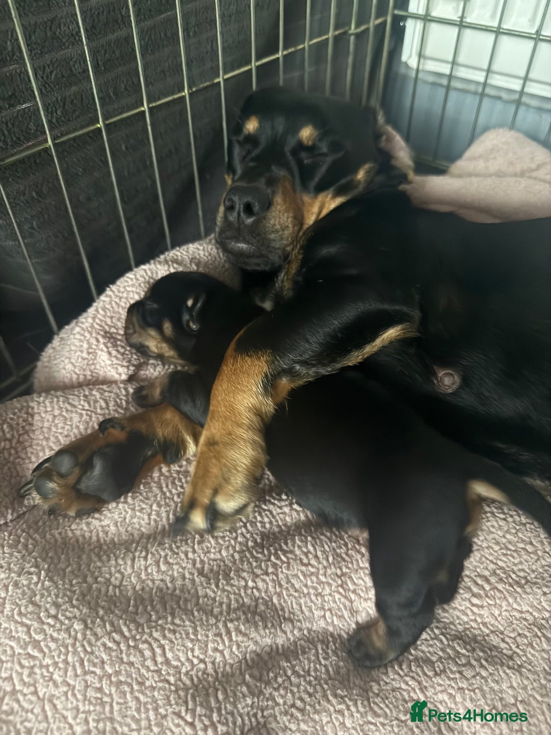 Mixed Breed dogs for sale: French weiner puppies - Image 11
