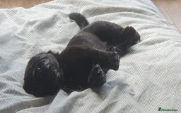 Mixed Breed dogs for sale: 3 beautiful bitches - Image 7
