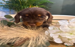 Miniature Dachshund dogs for sale: Ready Now miniature Wirehaired dachshunds - Image 5
