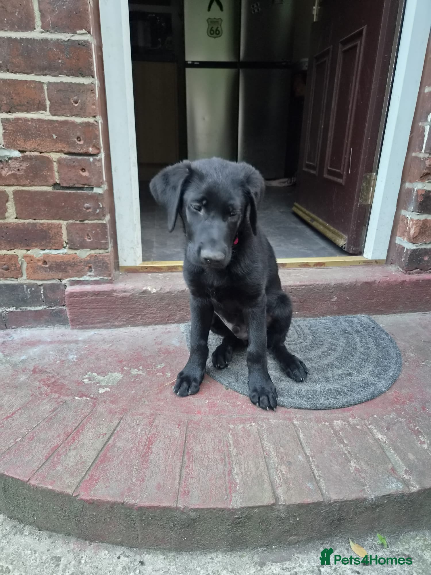 Sheprador dogs 2 stunning male shepadors pups - Advert 1