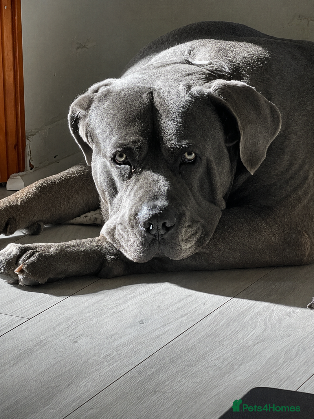 Cane Corso dogs 3 year old Cane corso male stud ready - Advert 3