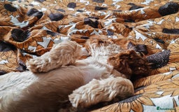 Cavapoo dogs for sale: REHOMING  - Advert 6