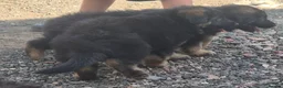 German Shepherd dogs for sale: Fuffy long-haired german shephard puppy  - Advert 2