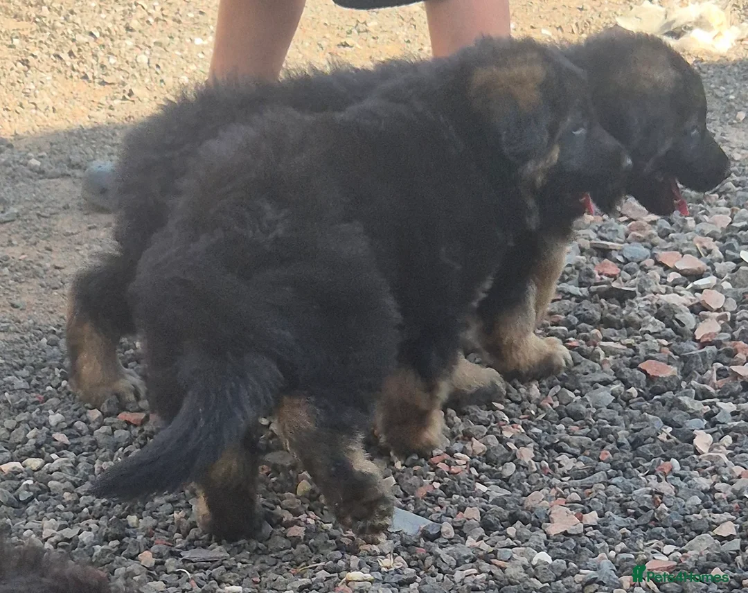 German Shepherd dogs for sale: Fuffy long-haired german shephard puppy  - Advert 2
