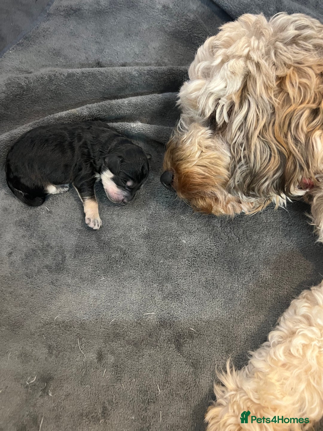 Cockapoo dogs for sale: Stunning F1B Cockapoos - Advert 12