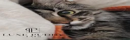 Maine Coon cats for sale: ⚜️ Championline mainecoon kittens ⚜️ - Advert 18