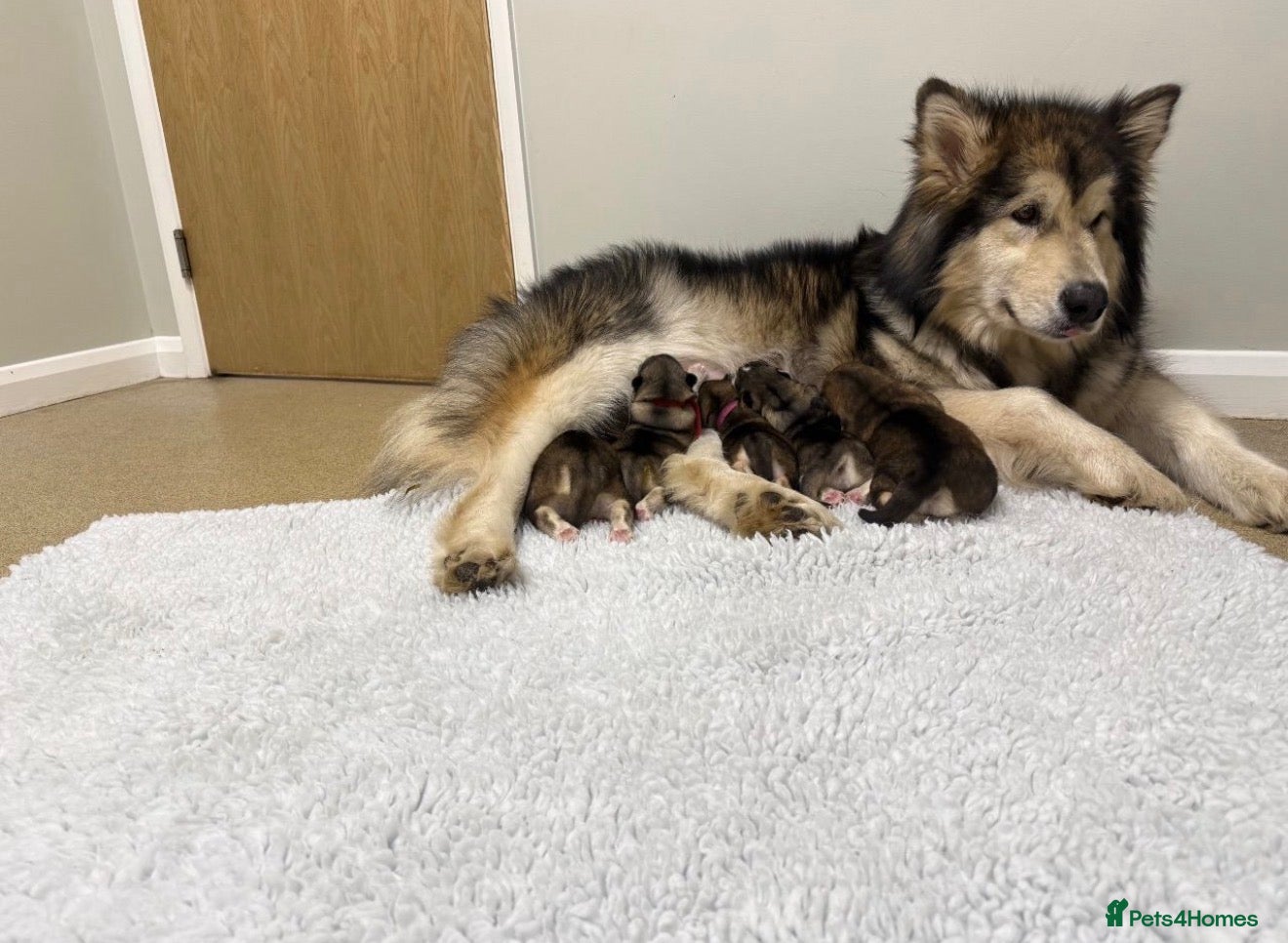 Alaskan Malamute dogs Alaskan malamute puppies  in Luton - Advert 3