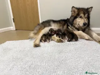 Alaskan Malamute dogs Alaskan malamute puppies in Luton - Advert 3