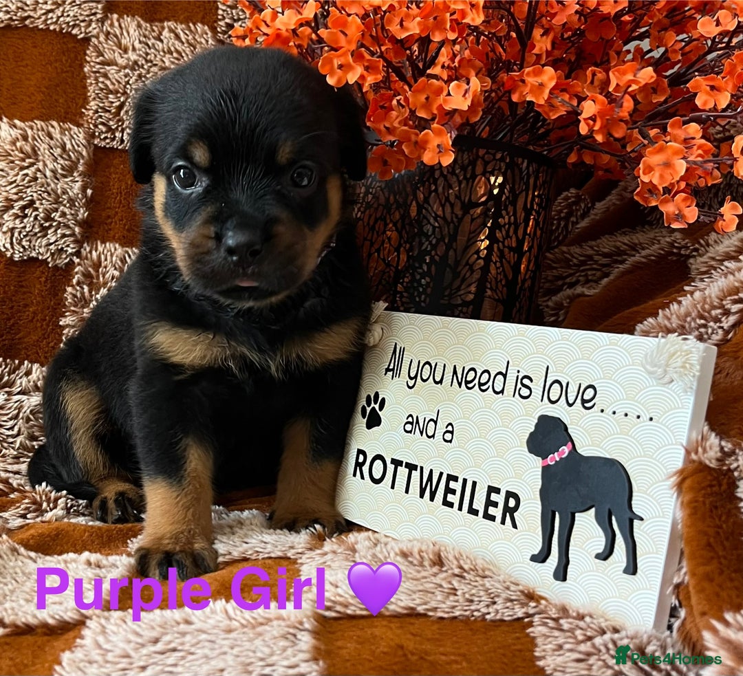 Rottweiler dogs for sale: The best of the best Rottweilers  - Image 30