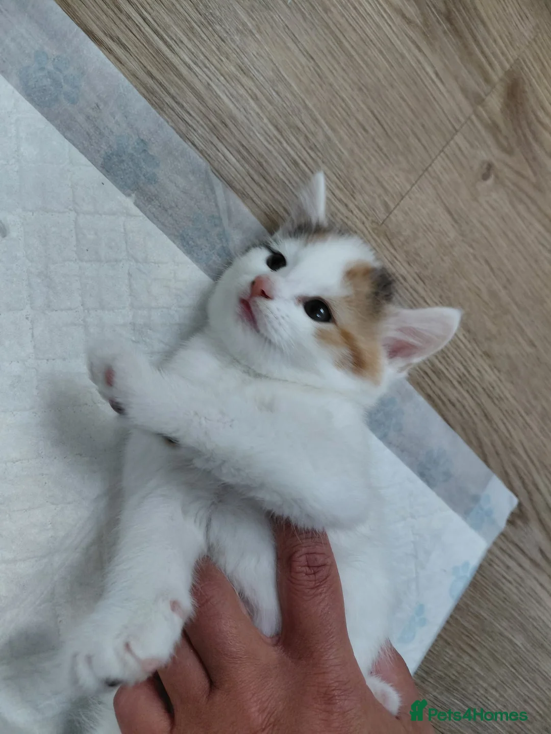 Mixed Breed cats for sale: The kittens are very beautiful, smart, playful,  - Advert 15