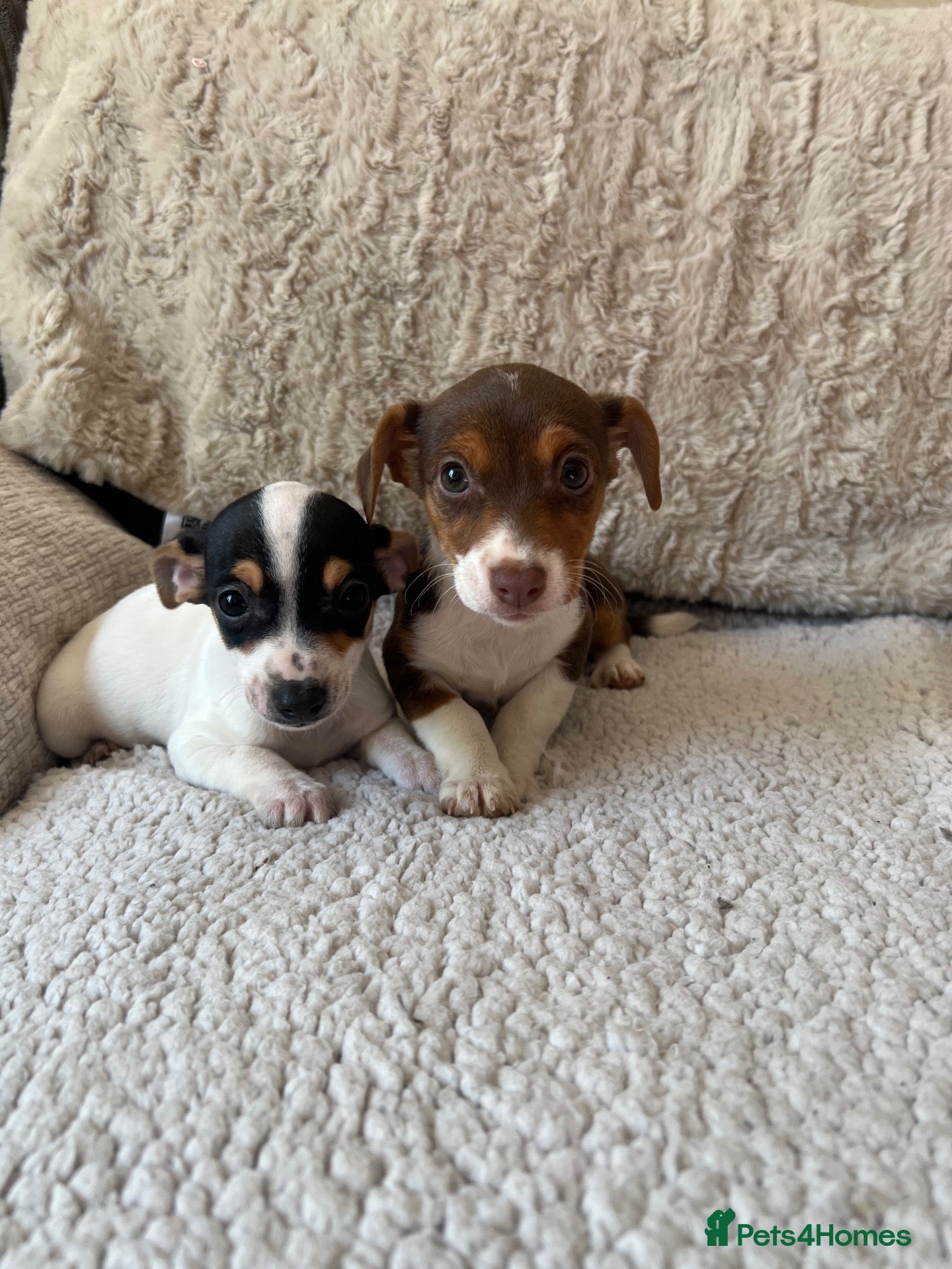Jack Russell dogs Jack Russell Puppies - Advert 1