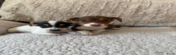 Jack Russell dogs for sale: Jack Russell Puppies - Advert 1
