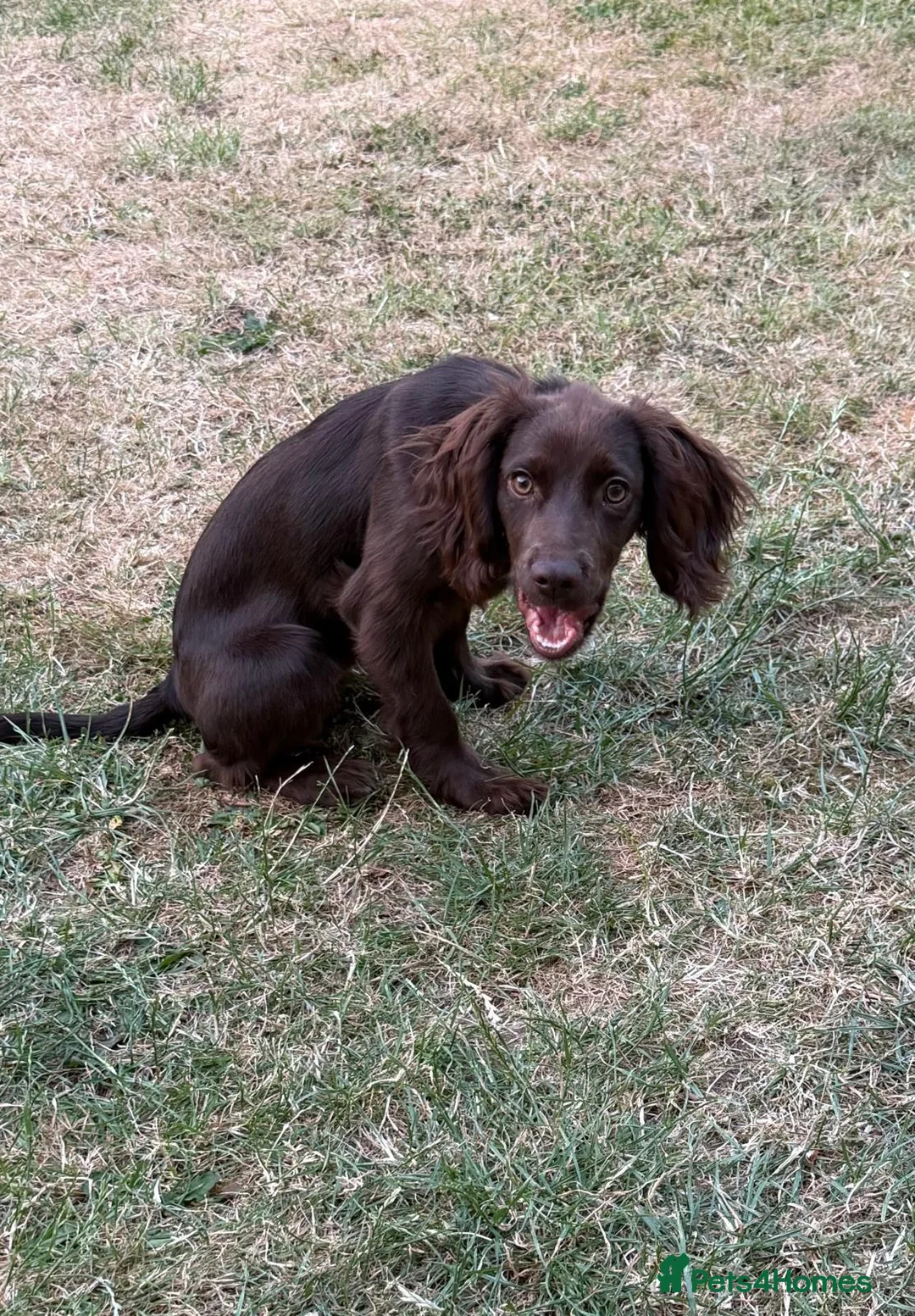 Cocker Spaniel dogs for sale: Beautiful Cocker Spaniel Female - Advert 2