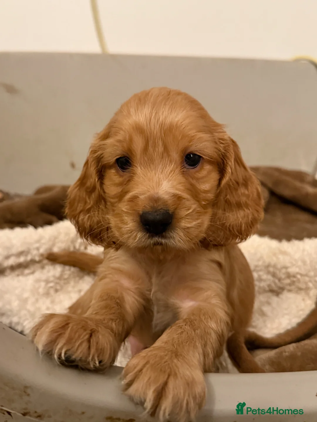 Cocker Spaniel dogs for sale: Show cocker puppies for sale - Advert 35