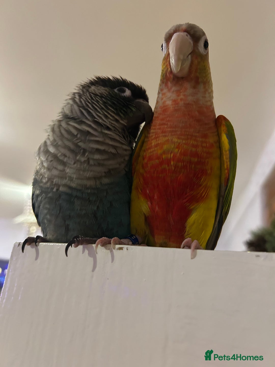 Conures birds for sale: 2x conures mating pair  - Advert 2