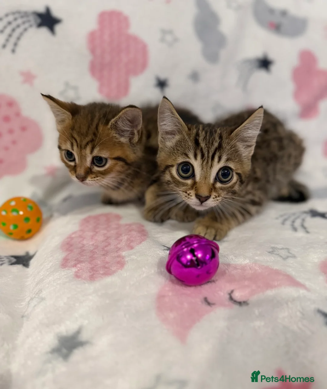 Mixed Breed cats for sale: Shorthair kittens x bengal kittens  - Advert 5