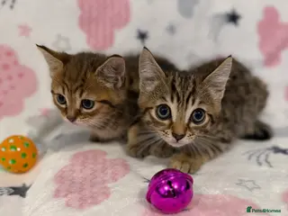 Mixed Breed cats Shorthair kittens x bengal kittens - Advert 2