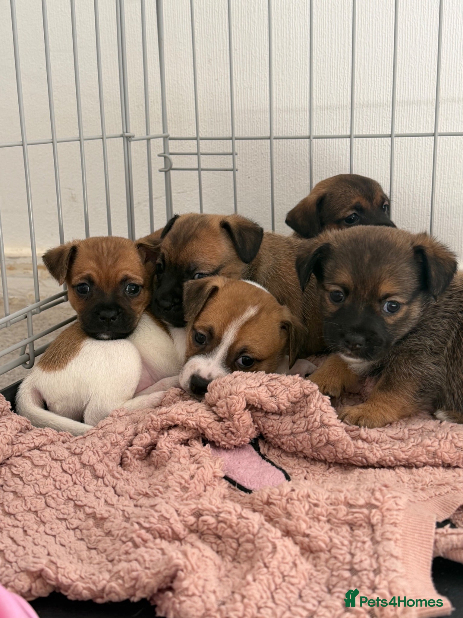 Jackshund dogs Jack Russell X Dachshund pups - Advert 2