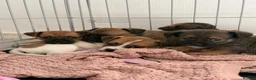 Jackshund dogs for sale: Jack Russell X Dachshund pups - Advert 1