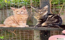 Maine Coon cats for sale: Maine Coon kittens available 🌟  - Image 2