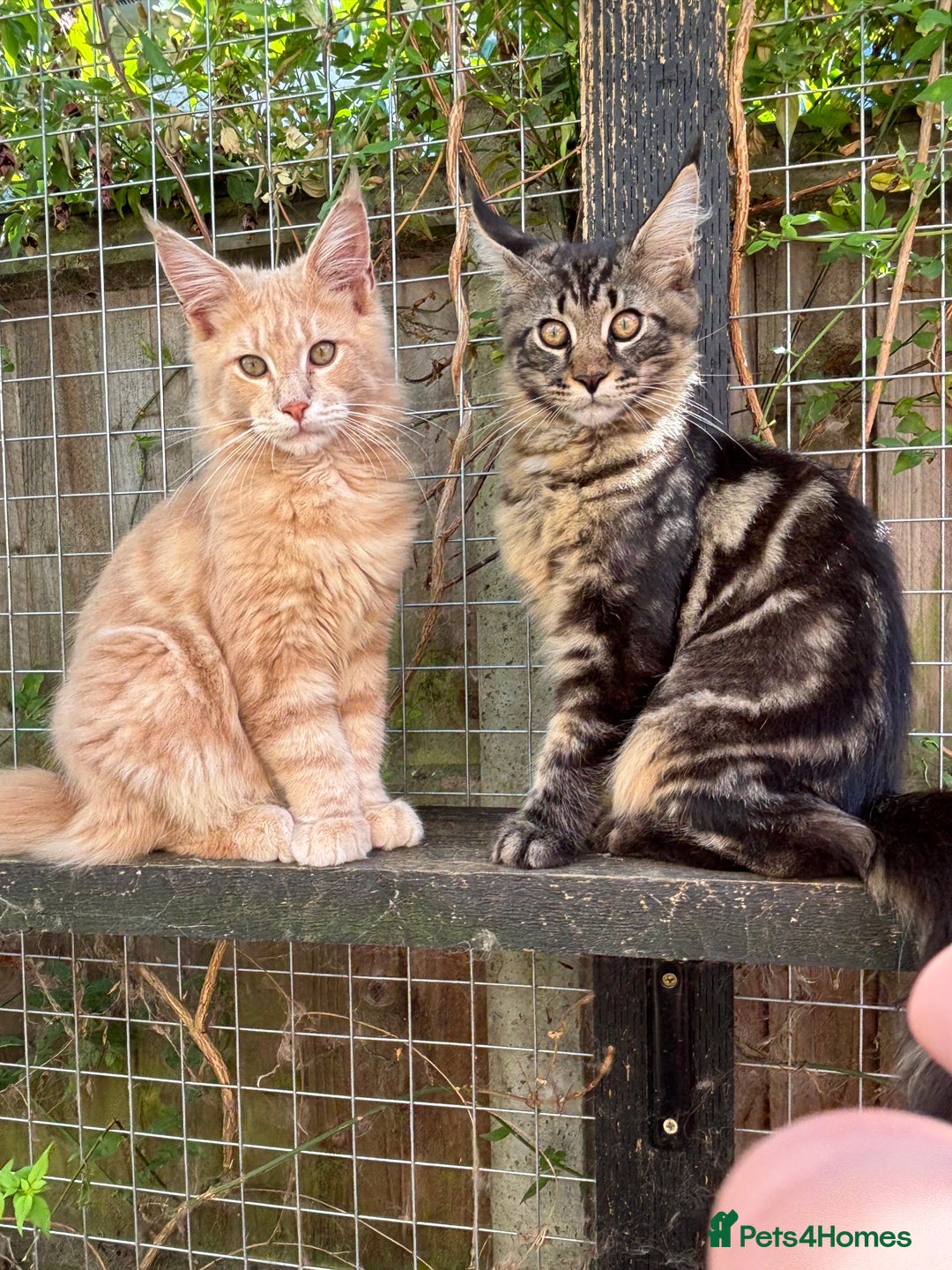 Maine Coon cats for sale: Maine Coon kittens available 🌟  - Image 2