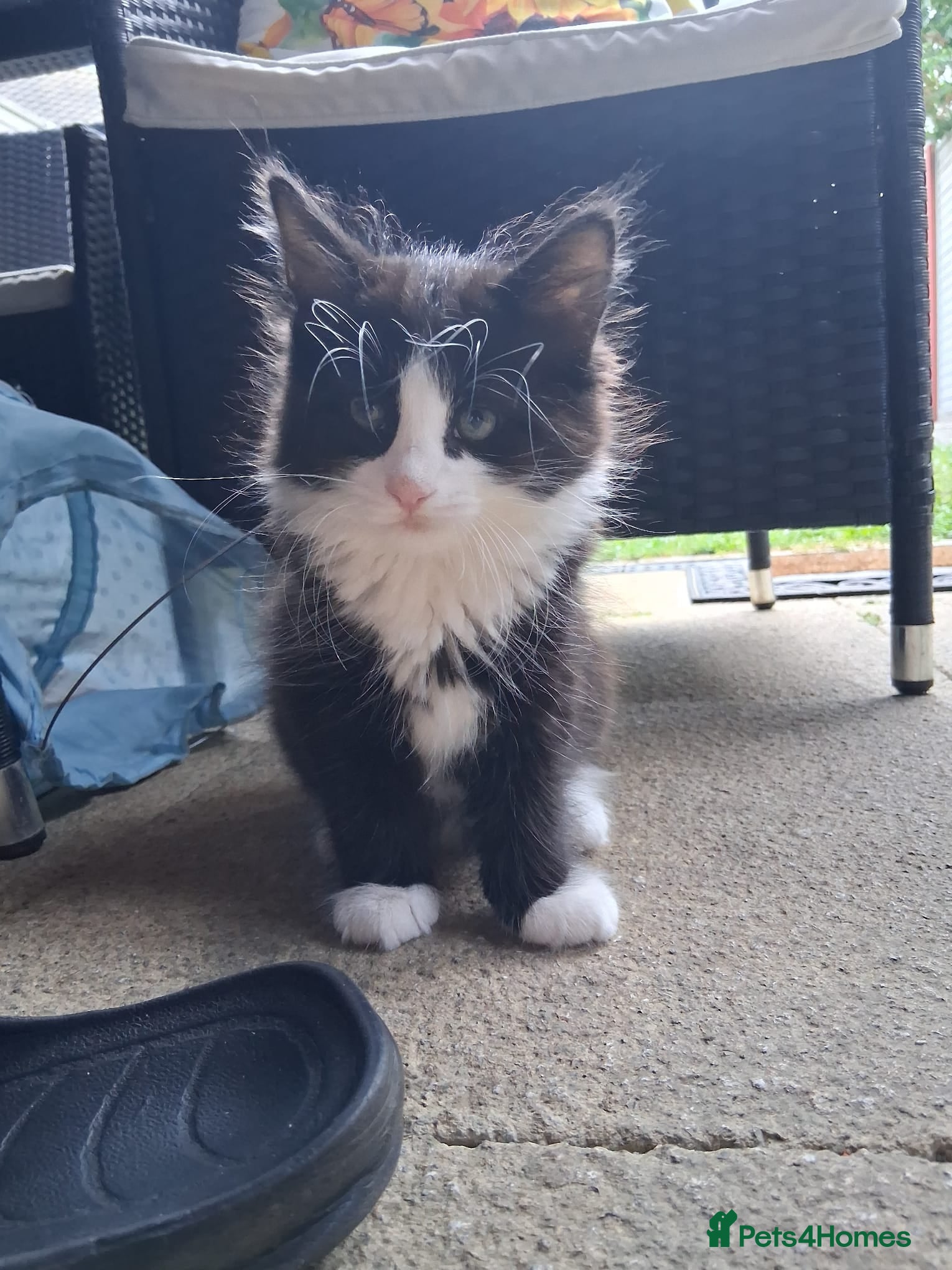 Mixed Breed cats for sale: 1 boy and 2 girls black and white ( tuxedo) - Advert 30