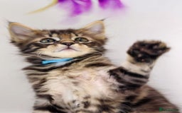 Maine Coon cats for sale: TICA registered Giant Maine coon   - Image 6