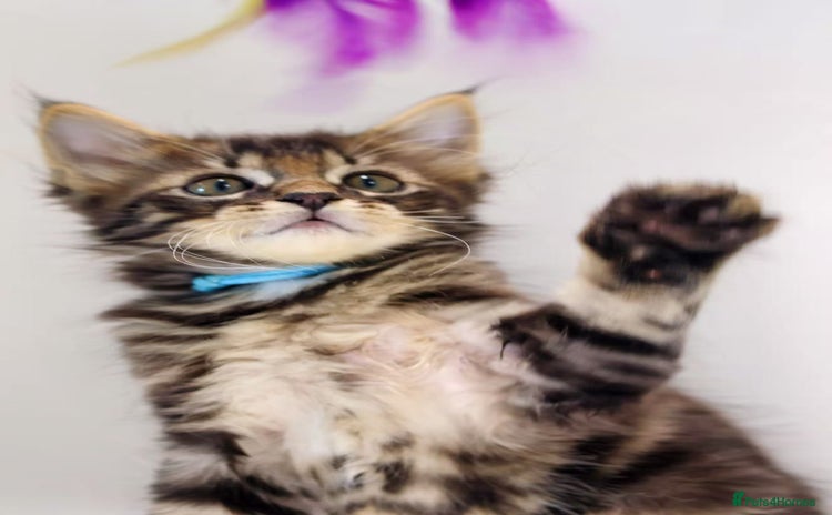Maine Coon cats - Advert 15