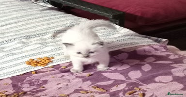 Perdoll cats - Advert 7