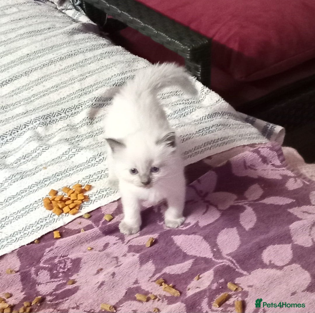Perdoll cats for sale: RAGDAL KITTENSS  - Image 2